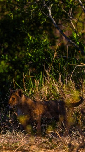 1.4K views · 35 reactions | Fig Tree Cubs. Masai Mara National Reserve. #olonanaonsafari | Olonanaonsafari | Facebook
