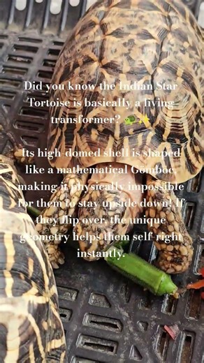 Living Transformer #indianstartortoise #startortoise #uniqueanimals #tortoise #india