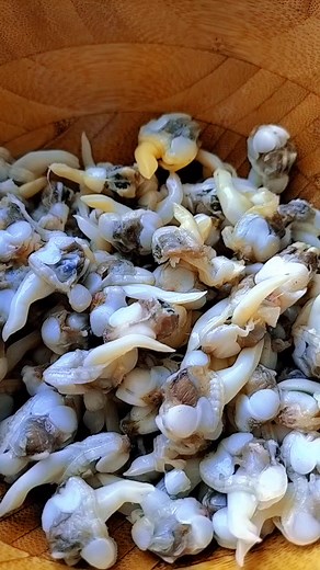 Close-Up of Fresh Shellfish in Wooden Bowl