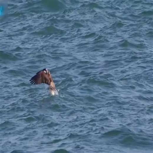 6.8K views · 37 reactions | Osprey hunting fish and feeding it’s babies in the wild nest #naturelife #wildlife #nature #animals #wildanimals | Fountain of Life Ministries International | Facebook