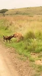 Endangered Wild dogs rely on diverse habitat to survive around Lions, Lions kill African wild dogs primarily out of resource competition rather than for food; lions eliminate wild dogs to reduce competition for prey and protect their territory, ensuring greater access to food and resources for themselves. While lions are the top predators and larger than wild dogs, the behavior is a form of interspecific competition, where the larger, stronger predator removes a competitor for survival. Book wit