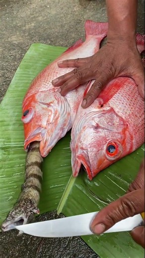What’s Inside? Cleaning Red Snapper Fish and Finding Unexpected Surprises! 🐟🐍