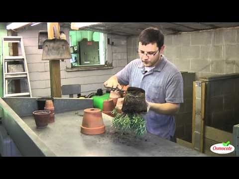 How To Repot Rosemary