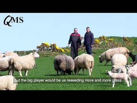 Highland Sheep Host Farm