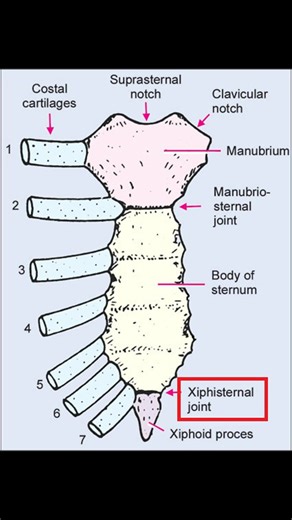 The xiphisternal joint is the junction between the body of the sternum and the xiphoid process, typically forming a cartilaginous synchondrosis that may ossify with age. Functionally, it serves as an important anatomical landmark marking the inferior border of the sternum and the approximate level of the T9 vertebra, as well as the central tendon of the diaphragm. Clinically, the xiphisternal joint is significant for surface anatomy in CPR hand placement, thoracic procedures, and as a potential 