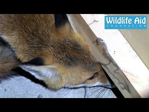 Fox inside a Coffee Machine - Animal Rescue