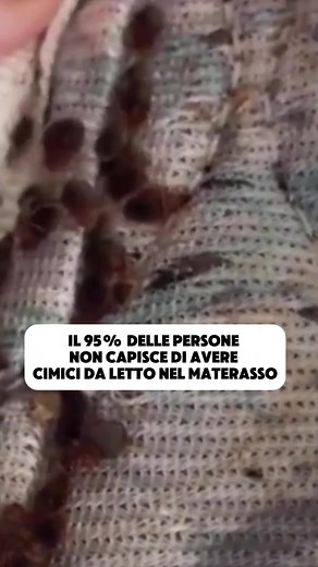 Come Riconoscere e Combatte le Cimici da Letto