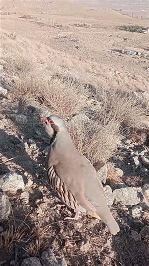 Beautiful Chukar Partridge Song in the Wild