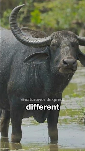 Bison vs. Buffalo: What's the Difference?