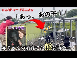 【感動】熊は母親の代わりに育ててくれた飼育員を覚えているでしょうか？