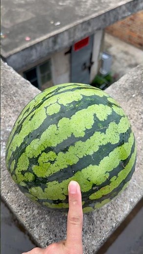 If a watermelon rolled down from a high-rise building, do you think it would explode? #funny #short