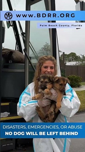 Be a Hero for a Dog in Need | Big Dog Ranch Rescue