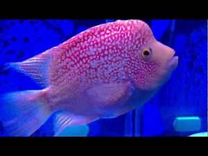 My Midas vs Red Texas Cichlid Pair