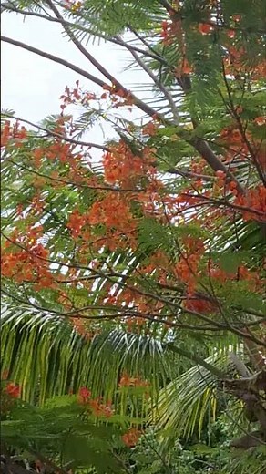 The flamboyant tree, aka Royal Poinciana or Delonix regia, is vibrant and iconic in PR. #nature 🇵🇷❤️