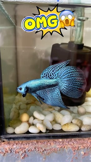 when wild betta fish reach maturity#bettafishtank #wildbetta