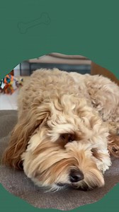 Only the good stuff at Pet Snacks—pure, natural, nutritious chews your dog will love. 💛🐾 | Pet Snacks