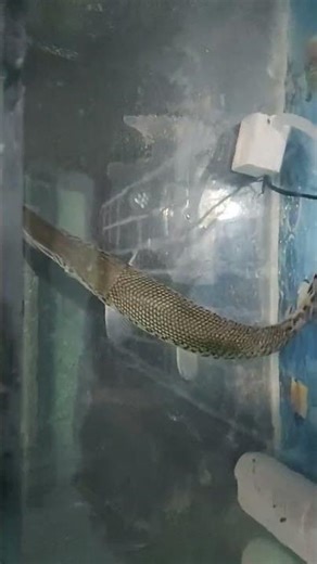 it my alligator gar fish 😀😀😀😀