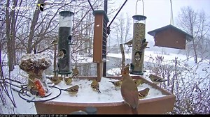33K views · 977 reactions | Check out this winter invasion of American Goldfinches (and two female Northern Cardinals) from the Cornell Lab FeederWatch cam! Can you tally how many finches flock to the feeders in this short clip? ️ See it happen LIVE at AllAboutBirds.org/CornellFeeders | Bird Cams | Facebook