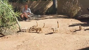 TOO CUTE: Taronga Zoo has welcomed six baby meerkats, its largest litter of meerkats on record, with mum Nairobi getting lots of babysitting help from dad and her eldest daughter, Serati. MORE: http://bit.ly/2hsKCKo | Herald Sun