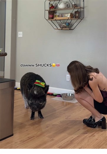 In the kitchen at any given moment, you’ll find Merlin either 1) complimenting you, 2) trying to break into the pantry, or 3) demanding a round of applause🐽