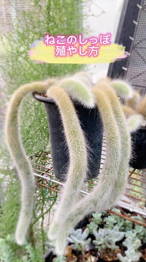 サボテンの増やし方と管理方法