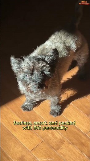 This Tiny Dog Has the Heart of a Lion 🦁🐕