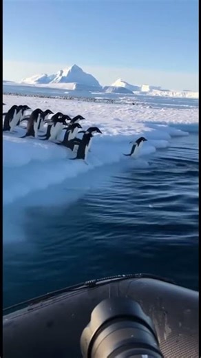 Close-Up Penguins Diving into Arctic Water #shortvideo #shortfeed #travel
