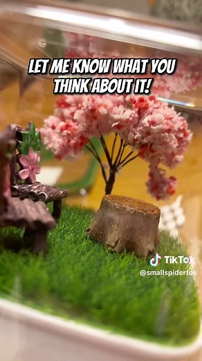 Designing a Jumping Spider Enclosure