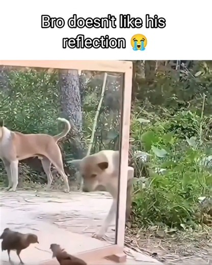 😭😭😭 #meme #funny #shorts #shortsvideo #foryou #dogs #animals #chicken #blikomang #memes