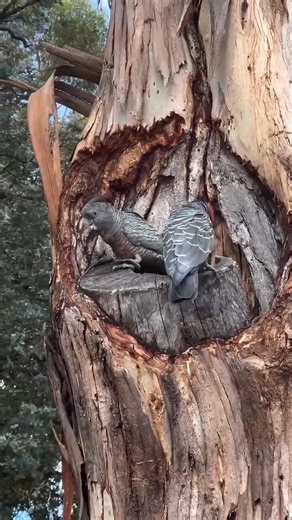 ⭕️ Save Help and Protect Endangered Parrots... Gang-gang cockatoo to become threatened species after large drop in bird numbers.... 🔴 The iconic bird has suffered a 69 per cent population decline in the past 21 years, "Most of it can be attributed to the loss of habitat, and obviously the hollow trees are very important for their breeding. 🔴 After the koalas, which are now officially listed as an endangered species, the Gang-gang cockatoos are next to be declared as a threatened species 🔴 In 