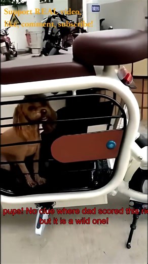🔥5min Foolish Duet4 shorts🔥Who’s the top dog here?(2/6) 😜🤣