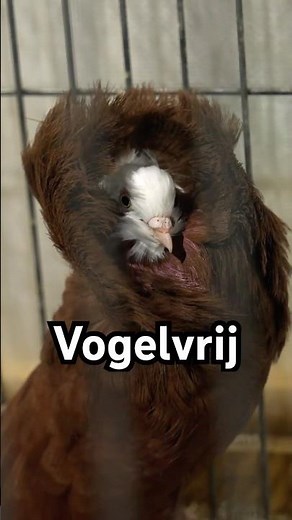 Trailer documentaire Vogelvrij 🦜 #vogel #duivensport #papegaai