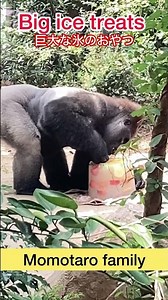 Big ice treats for Momotaro gorilla family #gorilla
