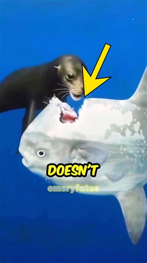 Why This Fish Gets Eaten Alive And Doesn't Care! 😱🐟 (Watch) Why is this fish letting a sea lion eat it alive without even running away? 😱🐟 You might think it is the stupidest animal on Earth, but you are completely wrong! The Ocean Sunfish (Mola Mola) has no real tail and cannot escape predators. So, nature gave it a bizarre defense: a 15cm thick layer of gelatinous armor! 🛡️ This skin acts like a shield that numbs the pain, meaning it barely feels a thing even while being bitten. Is this a