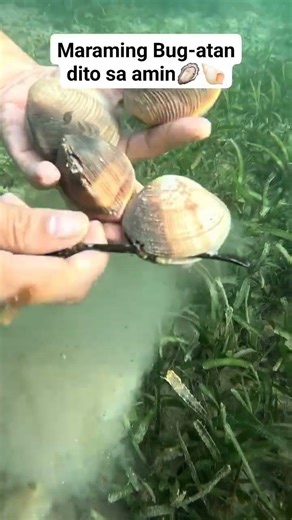 Hunting Bug-atan clam shell when high tide