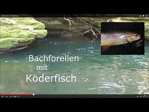 Bachforellen mit Köderfisch