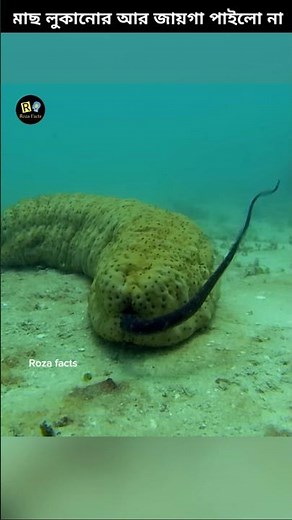 Why Pearl fish enter Sea Cucumber Back