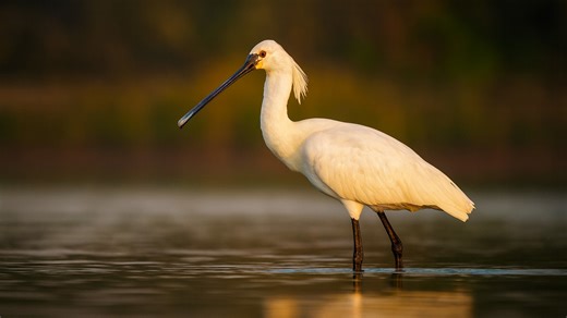 Eurasian Spoonbill: Wetland Hunter in Action