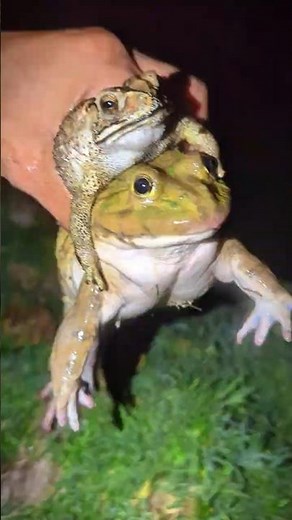 FUNNY FROG Catching Video | Bigger Frogs Boing Boing Funny | Frog Laughter Video