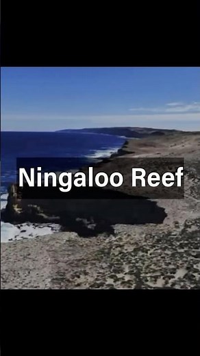 Ningaloo Reef – Australia’s Hidden Underwater Paradise 🌊