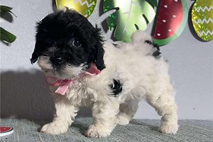 Serena - Cavapoo Puppy 922045