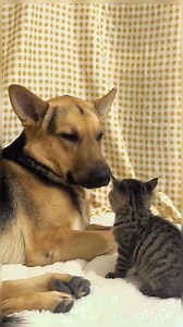 57K views · 3.5K reactions | Gentle giant meets tiny ball of fluff!...