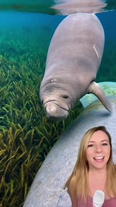 This little tater tot (aka baby manatee) has become very popular in the last two weeks! She was born on February 9th, and since then she’s been enjoying tagging along with mama sea potato. Lots of locals have been posting about the manatee, including one kayak tour guide named Josh who has been sharing manatee facts, too. You can also see Save the Manatee’s live streams to watch various aquatic potatoes (aka manatees) in action! Here’s where to find all the manatee updates and streams: Florida G