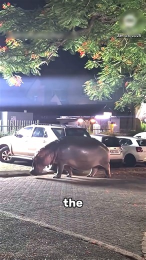 9.5K views · 102 reactions | 5 Weirdest Wild Animal Escapes from Zoos | Random Facts In The World | Facebook