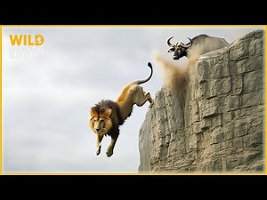 Top 40 Shocking Animal Falls Caught On Camera | Invasive Species #43