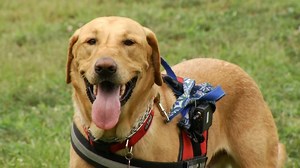 Reality Check: What you can and cannot ask someone with a service animal