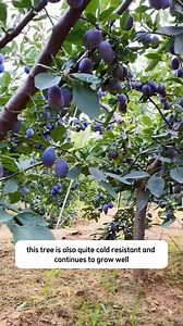 2.7K views · 19 reactions | Dwarf Damson Blue Plums Fruit Plants | Dodo Garden | Facebook