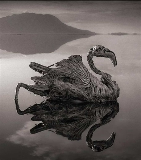 El Lago Natron: El Lago que Petrifica Animales en Tanzania