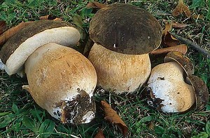 Boletus aereus - Alchetron, The Free Social Encyclopedia