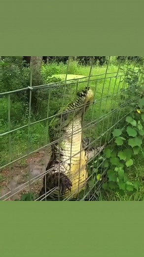 Nile Crocodile Feeding Time! | The CARE Foundation
